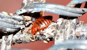 Polti Cimex Eradicator contre les punaises de lit Vaporetto Eco Pro 3.0