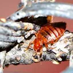 Polti Cimex Eradicator Plus assainissement et désinfection des punaises de lit