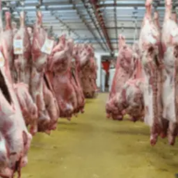Viande industrielle Vinext
