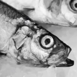 Industrie du poisson Vinext TwinOxide