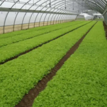 Vinext TwinOxide Poudre A+B horticulture