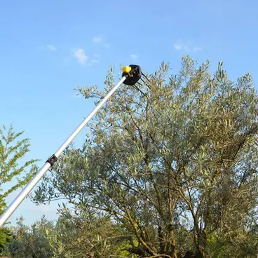 Volpi Giulivo Plus 705XL - Peigne à olives semi-professionnel à batterie 12 V