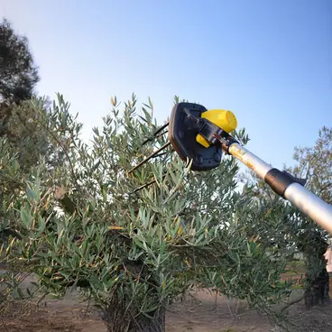Volpi Giulivo Plus 705XL - Peigne à olives semi-professionnel à batterie 12 V