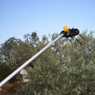 Giulivo Volpi, récolteur d'olives professionnel