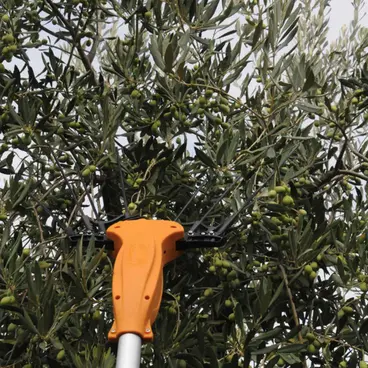 Récolteuse d'olives Volpi Olytech
